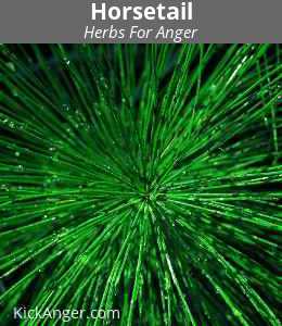 Horsetail - Herbs For Anger
