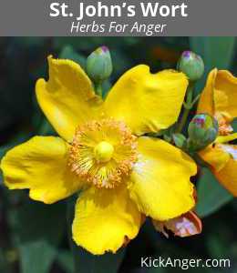St. John’s Wort - Herbs For Anger