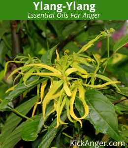 Ylang Ylang - Essential Oils For Anger